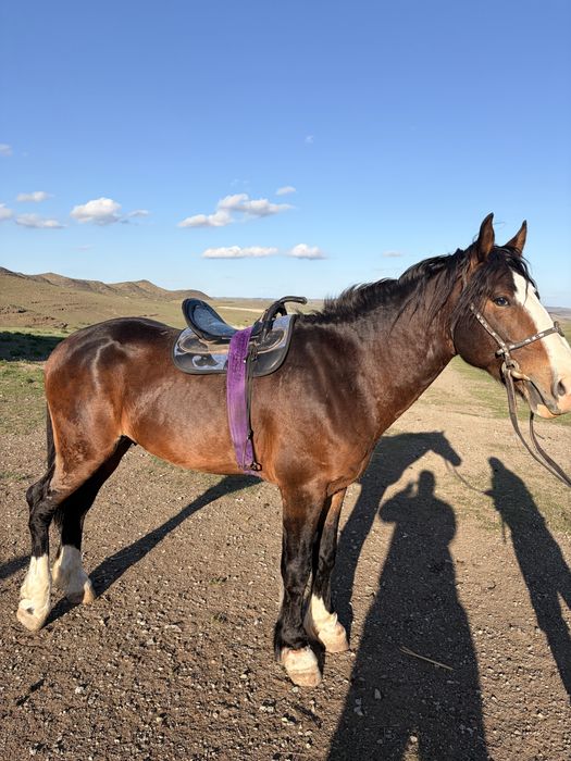 Айғыр сатылады, продается мощный жеребец