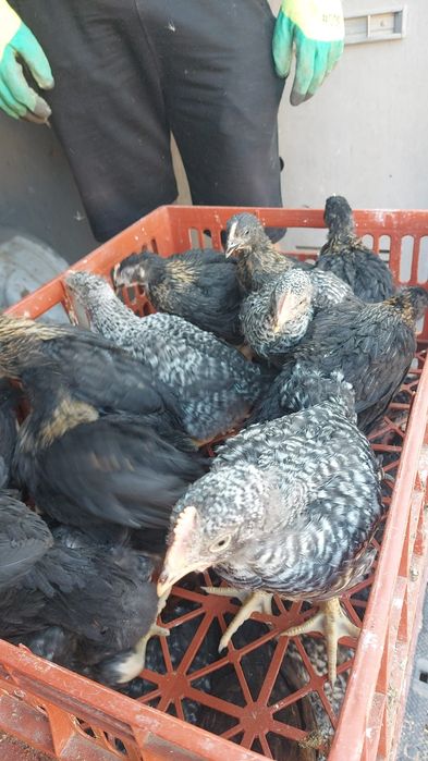 Vând puii de carne și rasa mixta