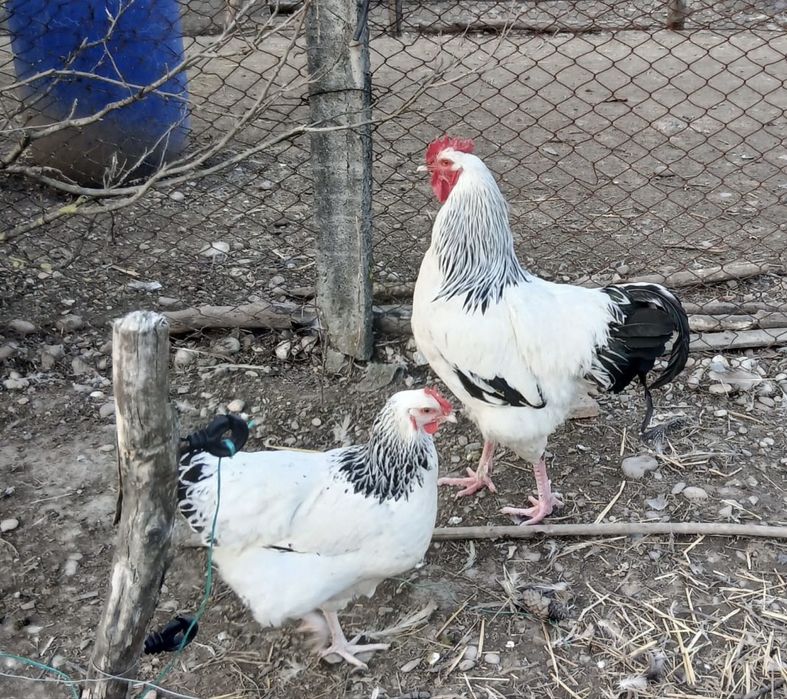 Oua gaini Brahma Negru/Sussex