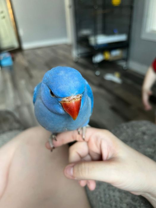 Papagali vorbitori micul alexandru pui blanzi alexander