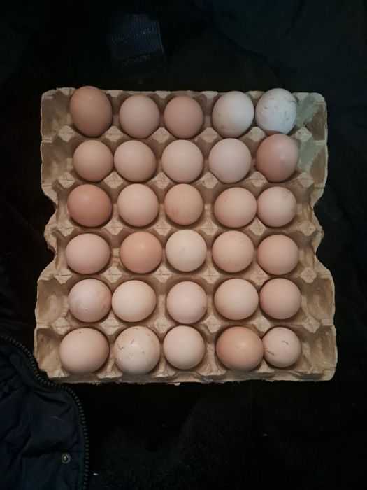 Ок Бурама товук тухуми сотилади