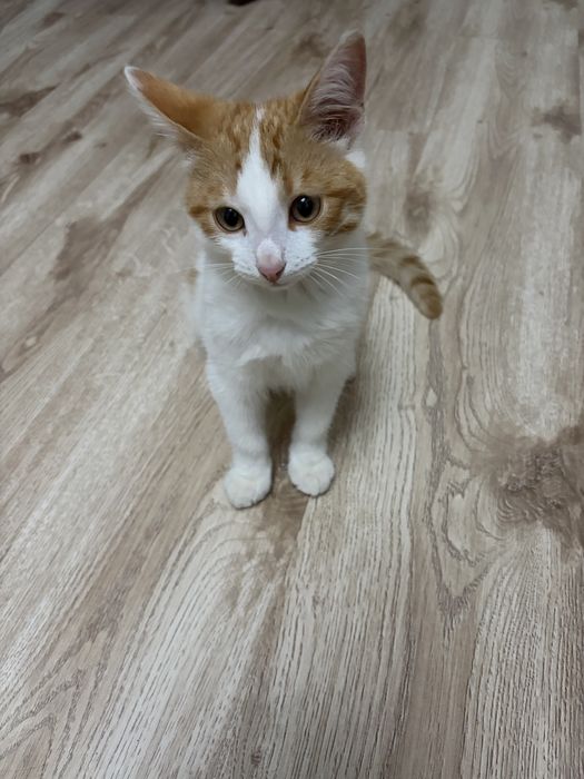 Кот,4 месяца,нуждается в доме