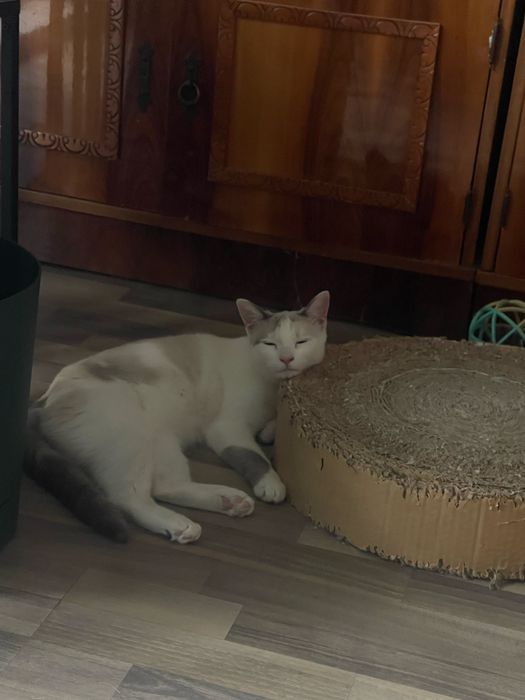 Pisici pentru adoptie