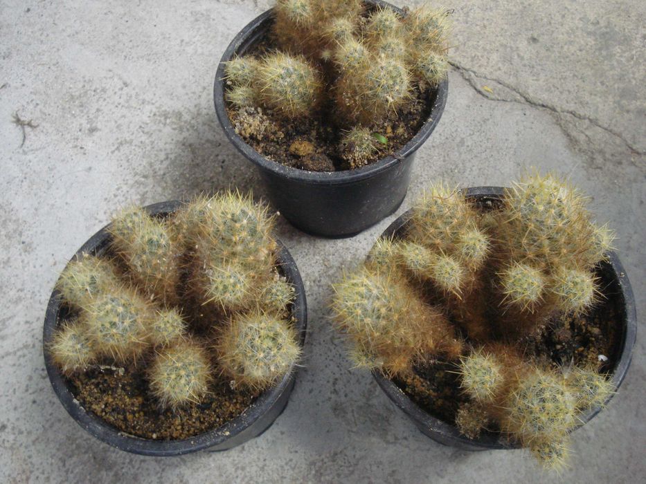 Традесканция, Сансевиера, Кактус, Калатея Розеопикта