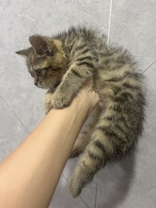Кошечка со сломанной лапкой