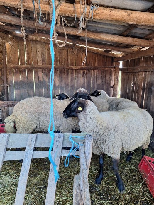 Trei oi si un berbecut