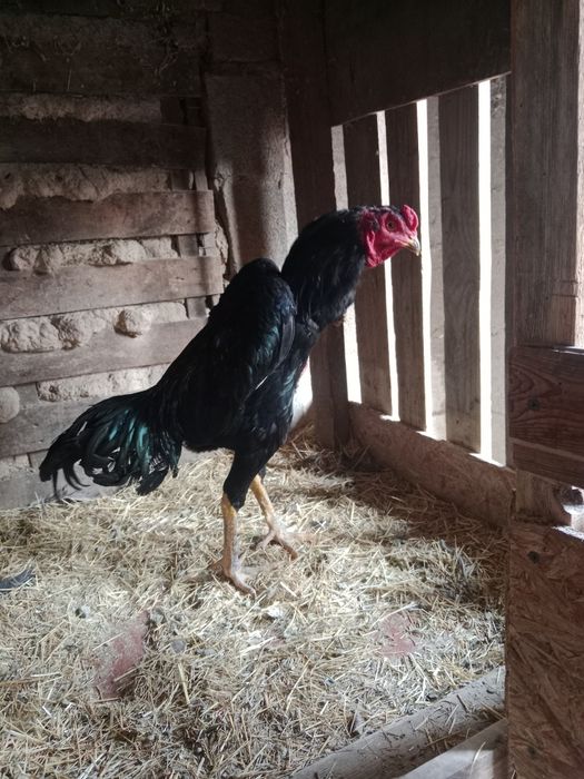 Продам дакан джужа