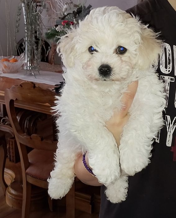 Bichon frise 2 luni pedigree