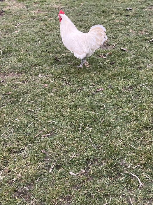 austrlop alb si playmont barat