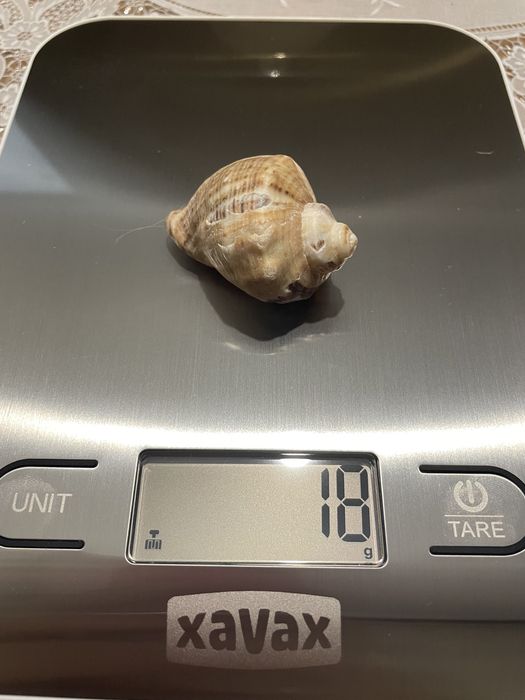 Малка морска раковина