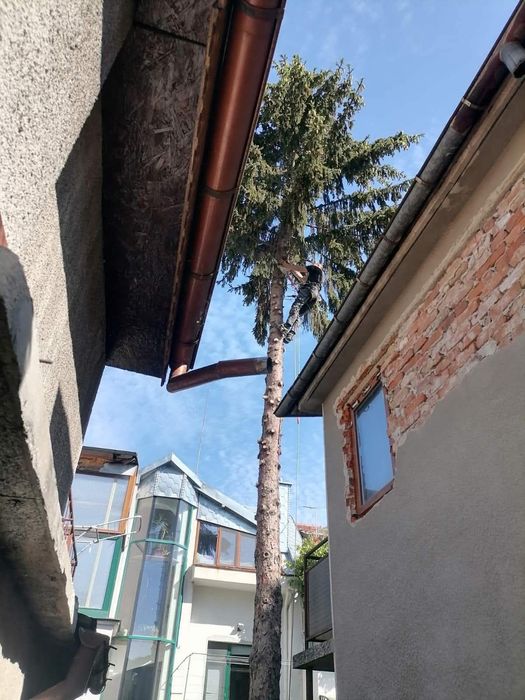 Рязане и премахване на опасни дървета