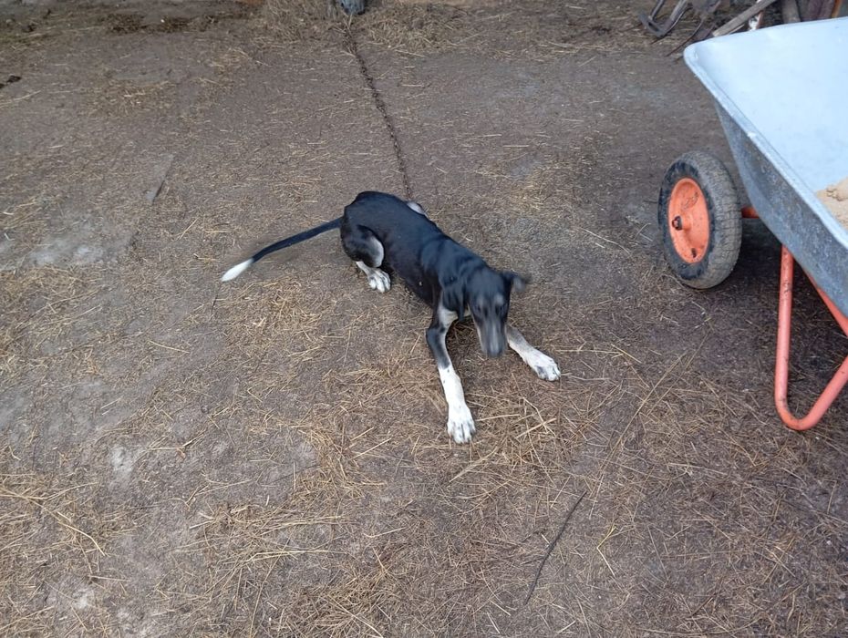 Тазы гончие,родословный