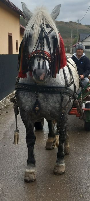 Eapă de 5 ani 8,9 sute kg  a făta mai are o lună