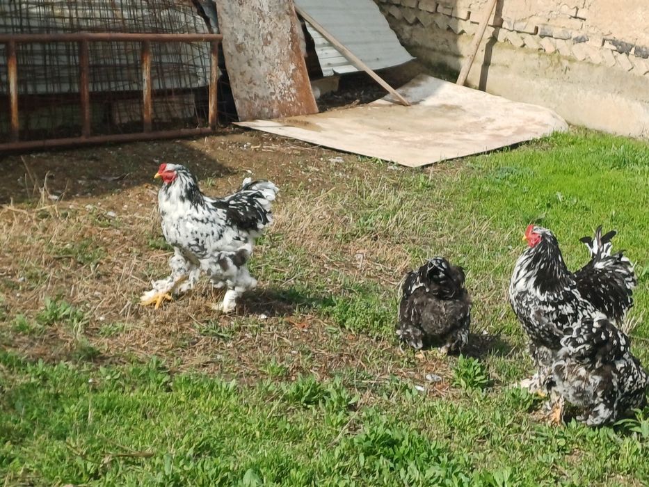 Продаются мрамор брама осталрсь 3 петуха