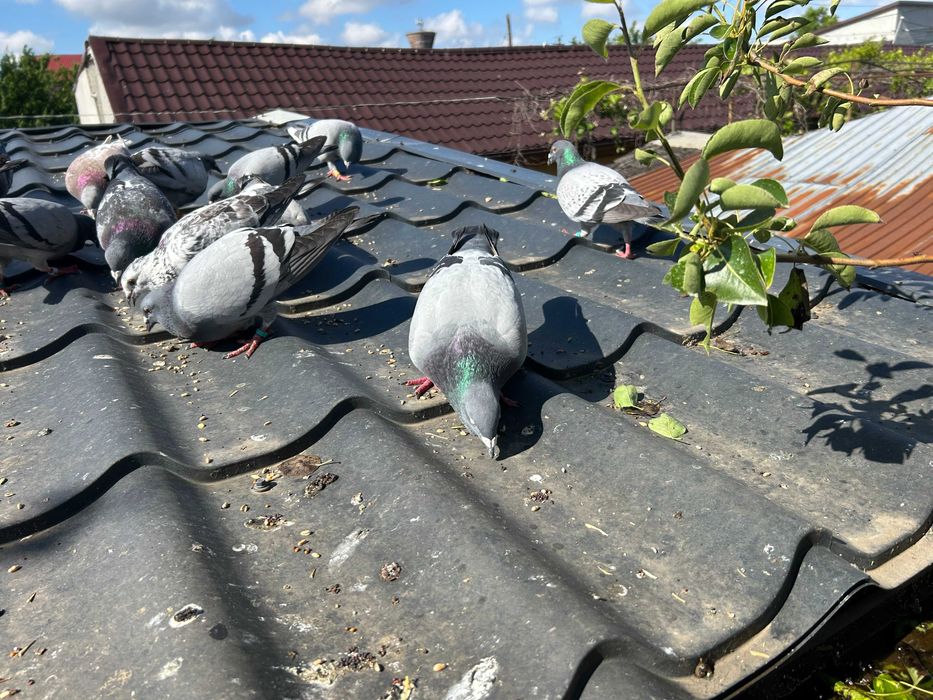 Porumbei  Voiajori  inclusiv   pui vand pe   toti 30   bucati