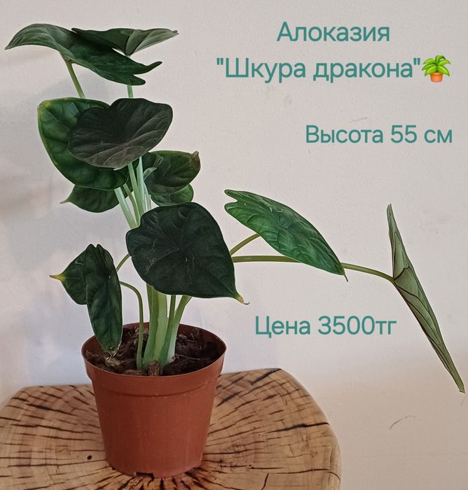 Комнатные цветы!