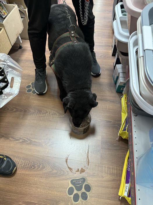 лабрадор отдам в добрые руки