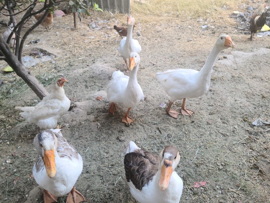 G'oz sotiladi 9 dona