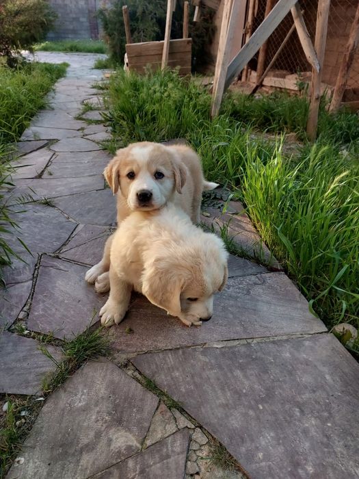 Собака/щенок(күшік)