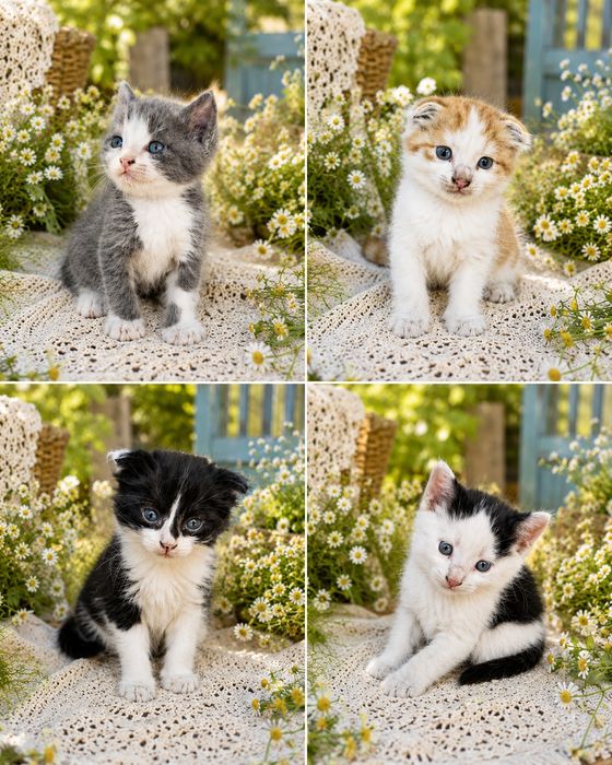 Продам котят вислоухих