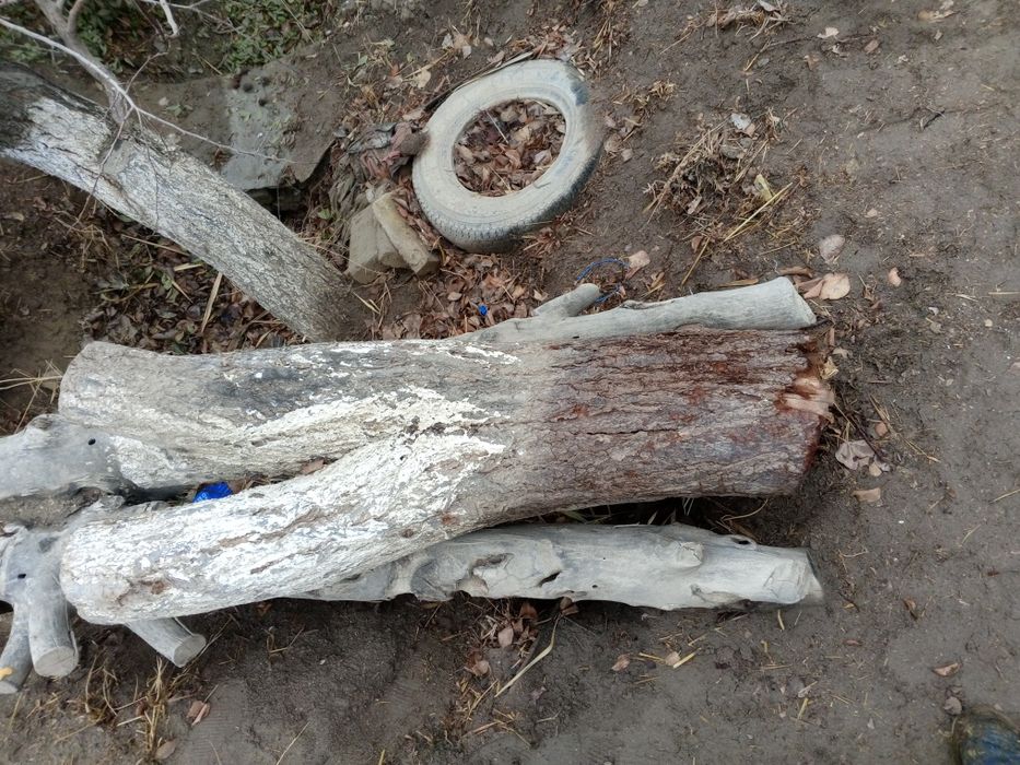 Erik daraxtini otini sotiladi