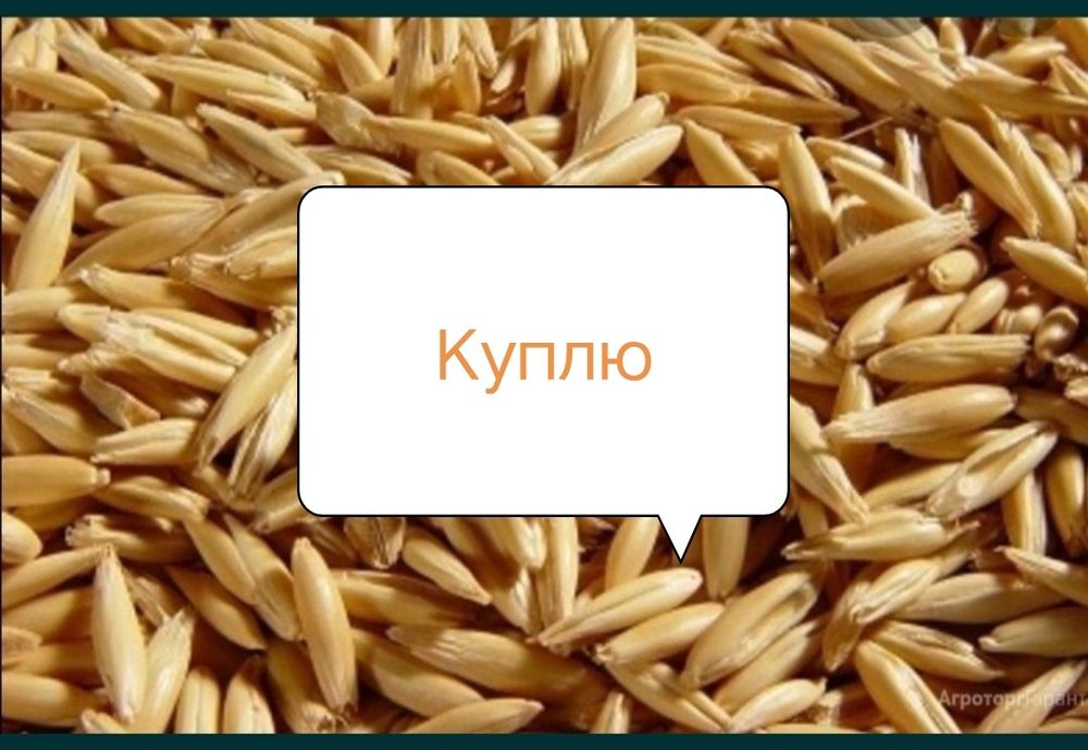 Ячмень фуражный, кормовой