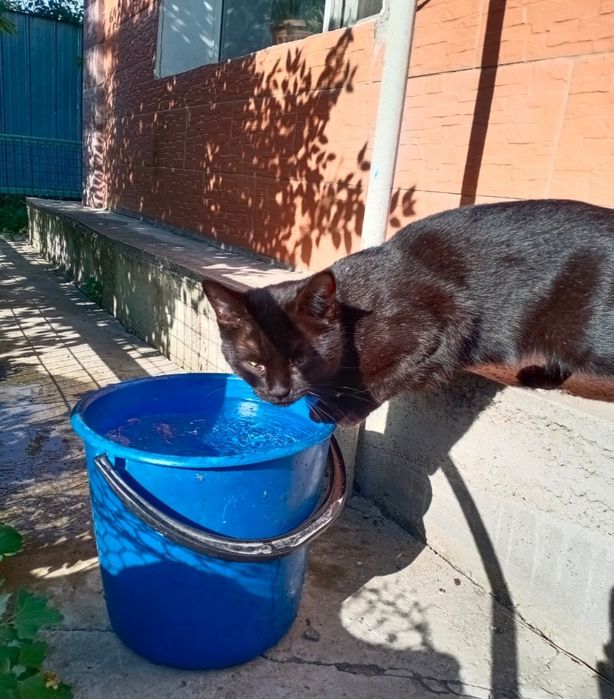 ПРОПАЛ КОТ в районе Кольди - Мерея