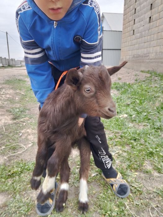Лақтар 10мың нан сатылады