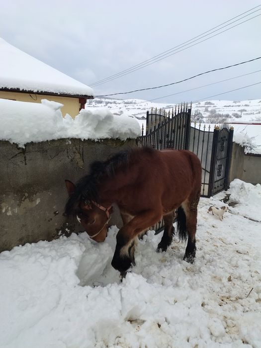 Disponibilila mânza.