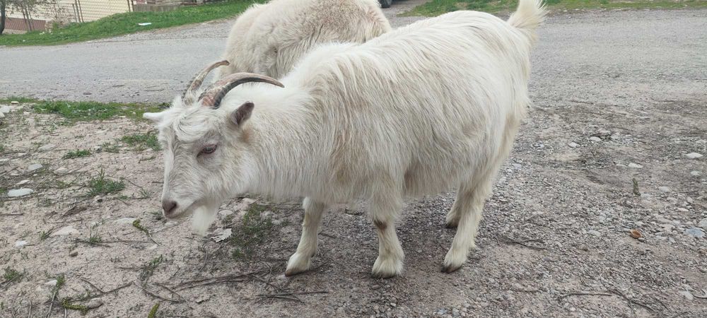 Продам коз зааненской породы