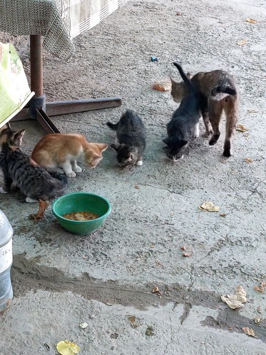 Отдадим кошек/котов бесплатно в хорошие руки .