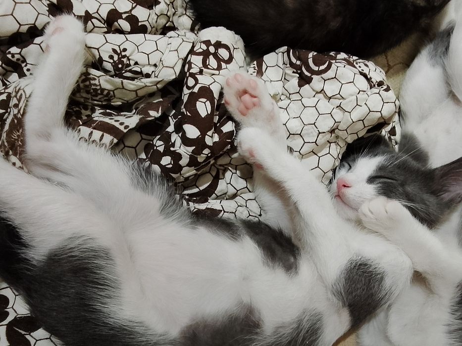 Котята мальчики девочки
