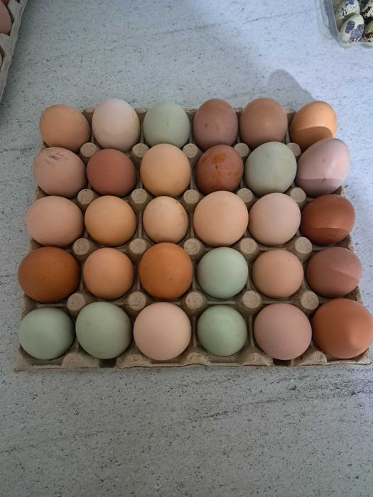 Vând ouă de prepelita si de găină