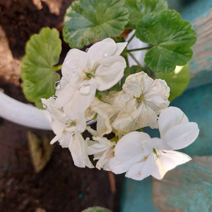 Продам комнатные цветы.