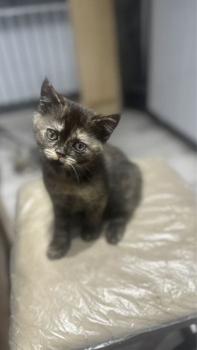 Скоттиш страйт,2-месячная девочка