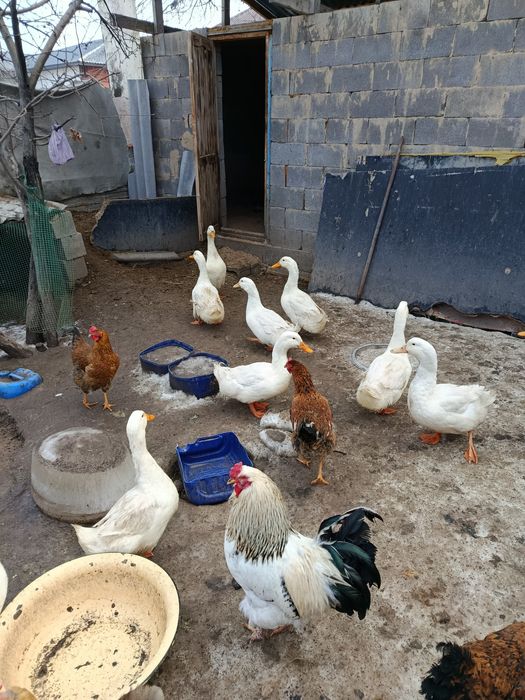 Продажа Пекин селезней