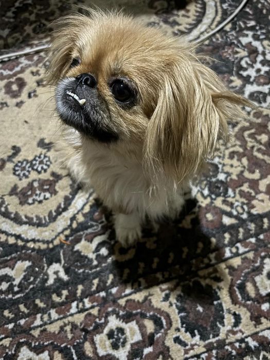 Животные собаки..