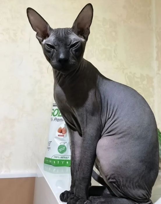 Вязка сфинкс Вяска