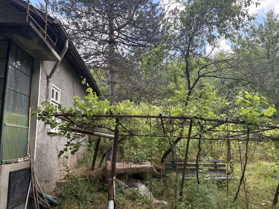 Вила с лозе в американскире лозя
