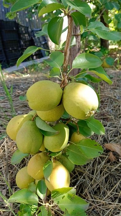 Продам саженцы яблони