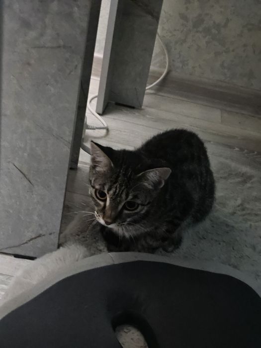 Отдаю котят в добрые руки