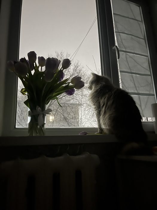 Бесплатно породостий