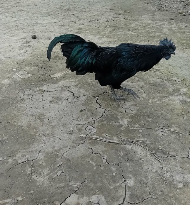 Păsări Ayam Cemani