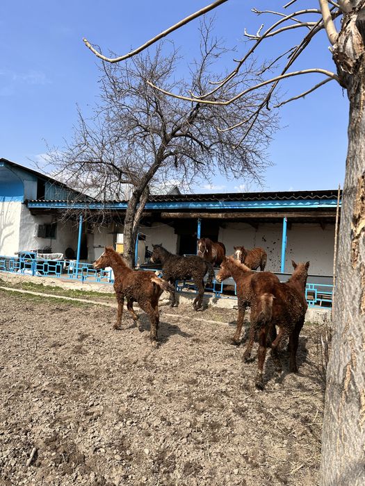 Жабағылар сатамын