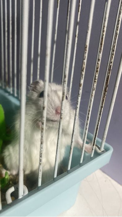 Продаётся хомякк