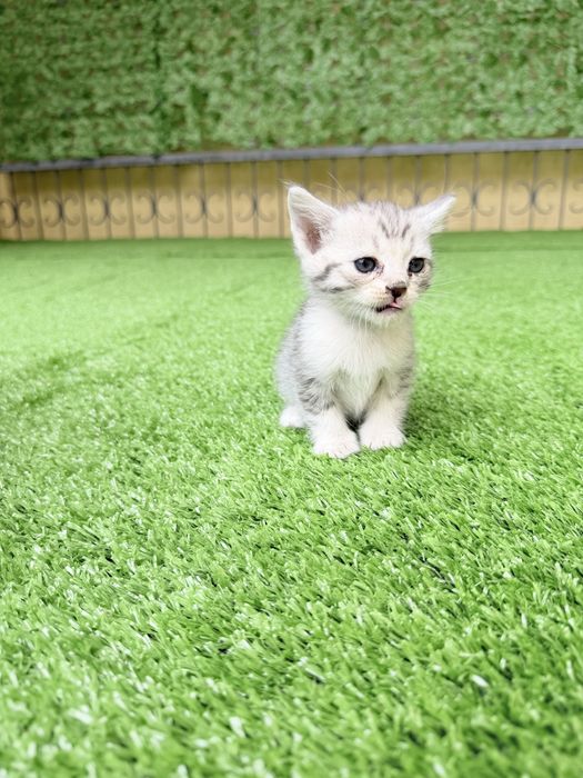 Шотландский кошки