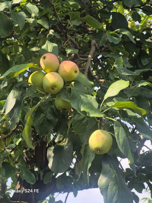 Продам яблоки ранет дачные