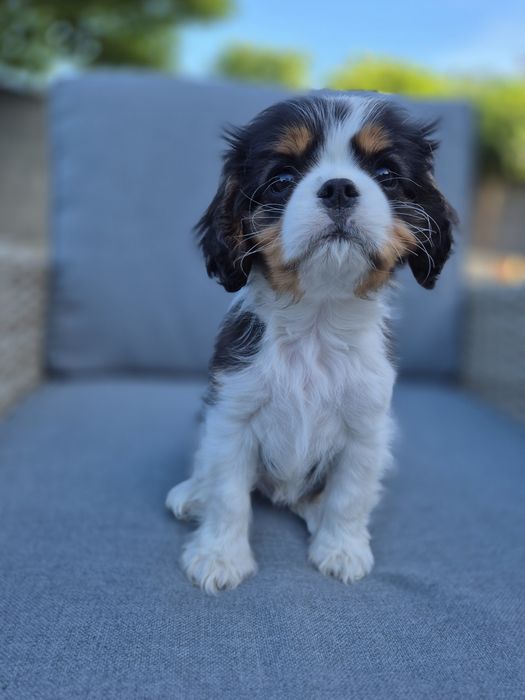 Cavalier king charles