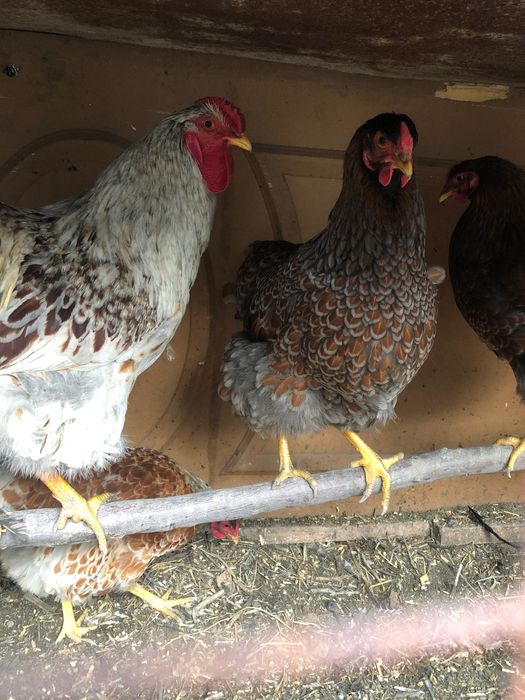 Вияндот товуклари сотилади 3+1