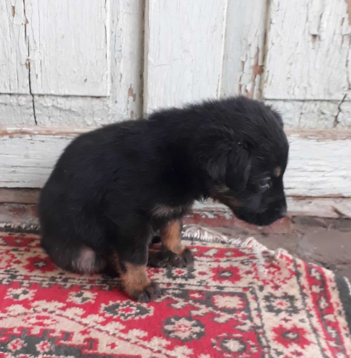 Даром щенок в добрые руки